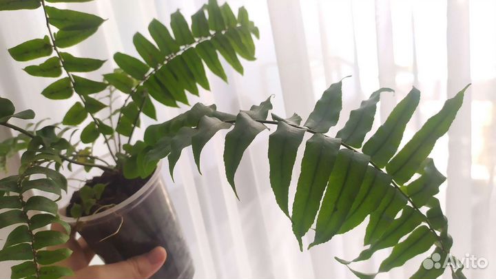 Папоротник Мачо