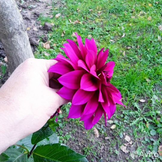 Георгины клубни