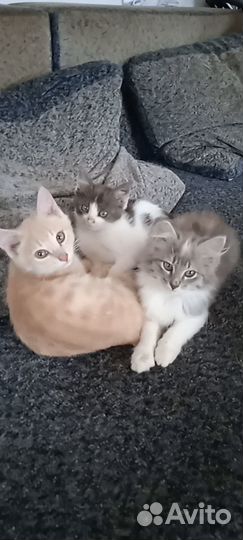 Отдам даром бесплатно
