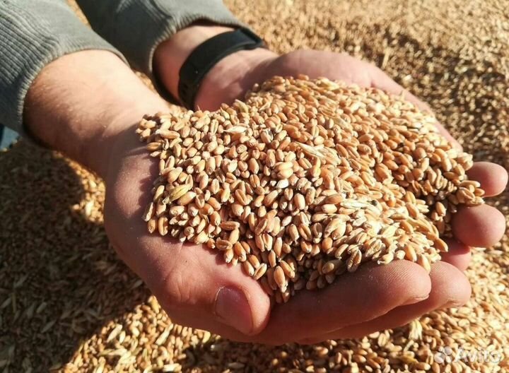 Продается зерно пшеницы