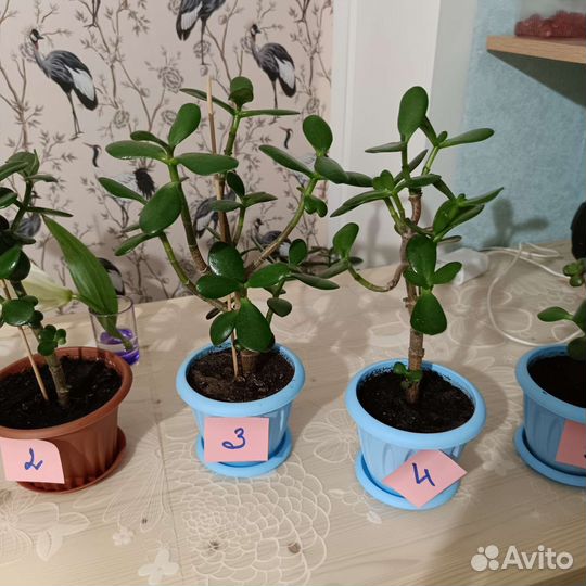 Толстянка