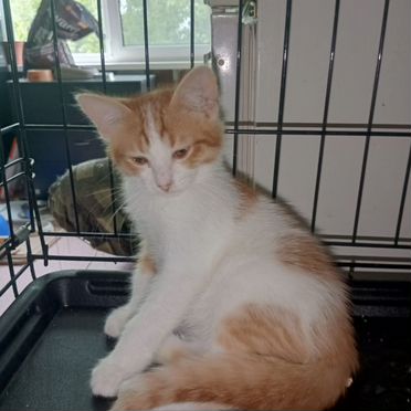 Балинезийский котёнок
