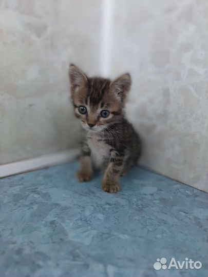 Котята в дар.Девочка трехцветная и мальчик