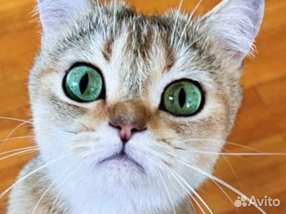 Золотая британская кошечка с документами