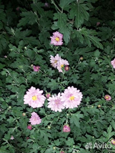 Цвиты букет