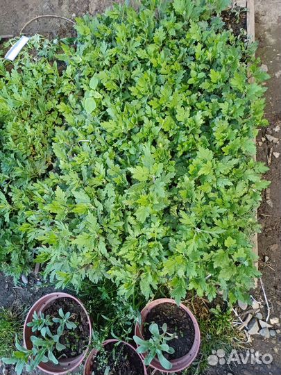 Рассада цветов