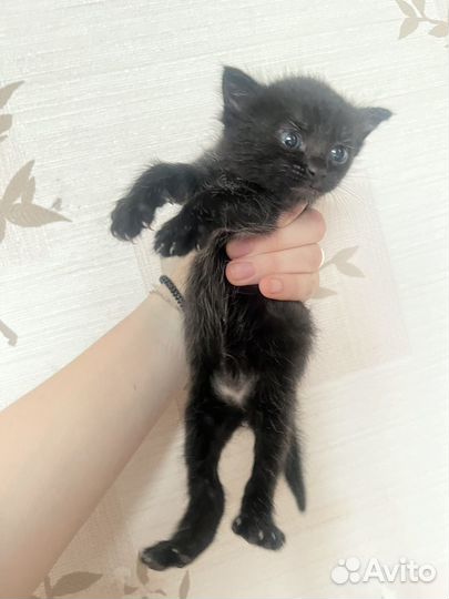 Котята бесплатно