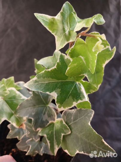 Плющ (хедера) 7