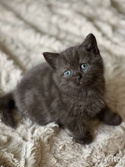 Шотландские котята