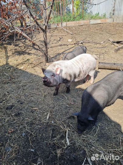 Вьетнамск вислобрюхий хряк