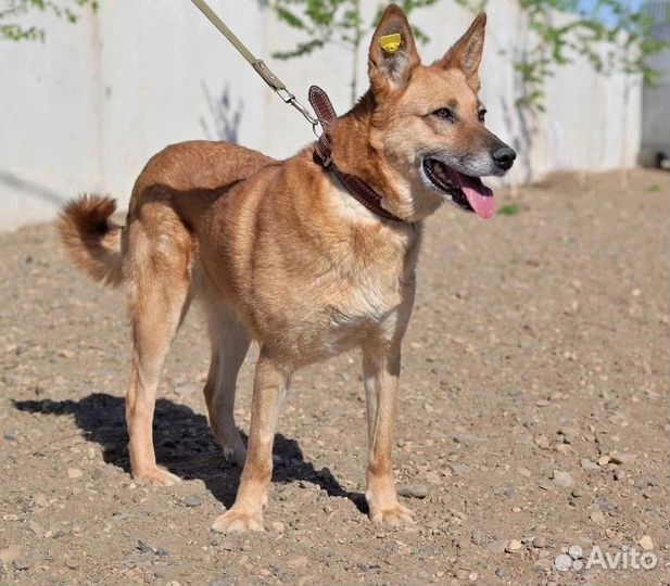 Собака в добрые руки