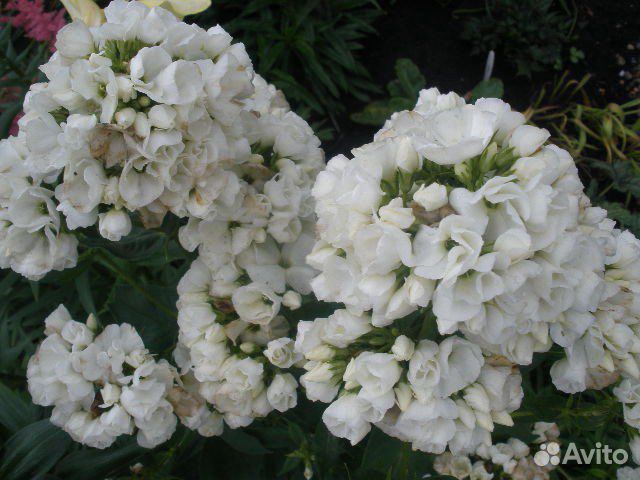 Флокс белый, махровый