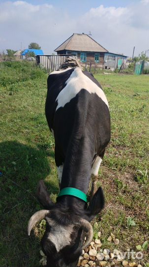 Корова дойная с теленком