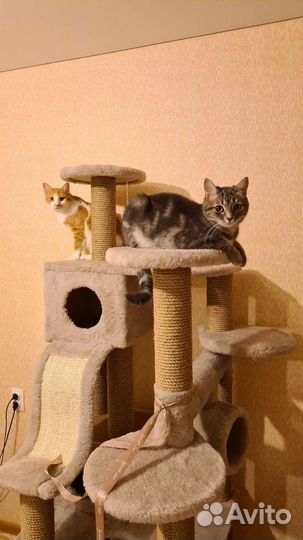 Передержка кошек и собак