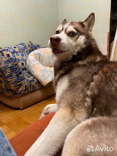 Вязка / случка кобель сибирский хаски