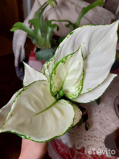 Аглаонема white джой