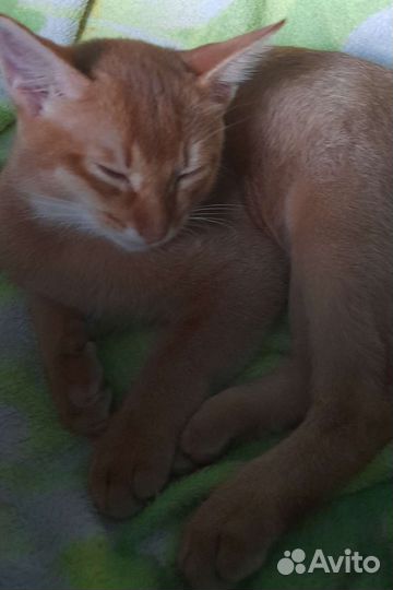 Абиссинский котенок