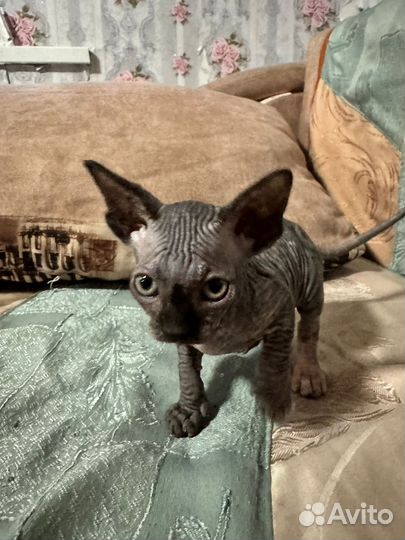 Канадский сфинкс