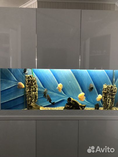 Аквариум с рыбками