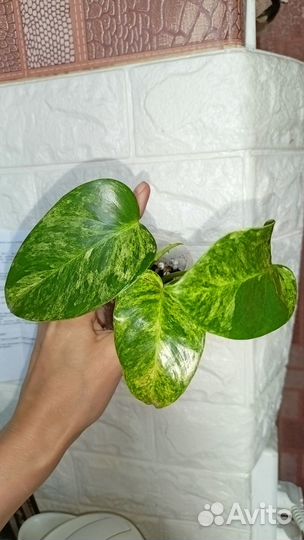 Продам филодендрон Гигантум Вар