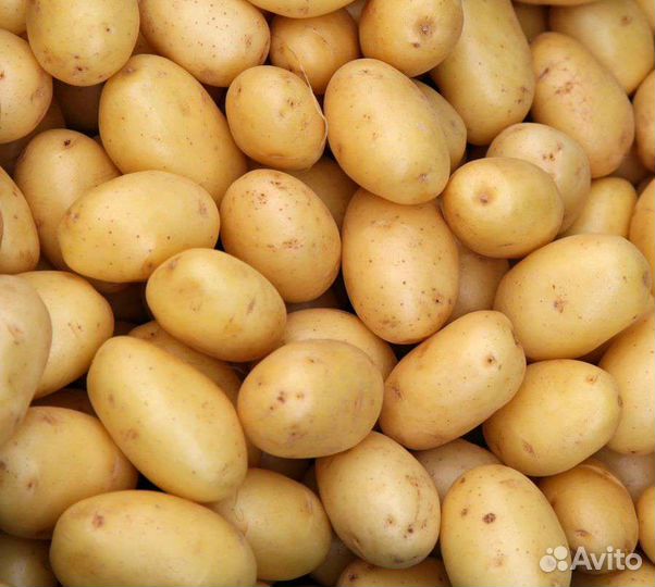 Домашний семенной картофель