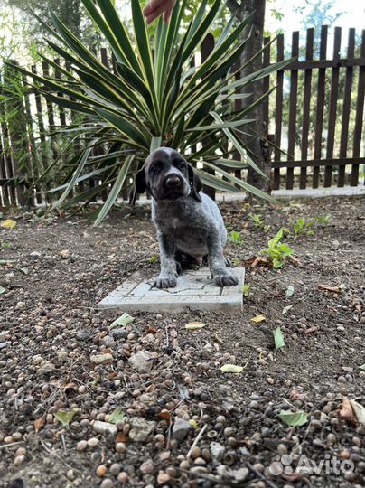 Щенки курцхаара