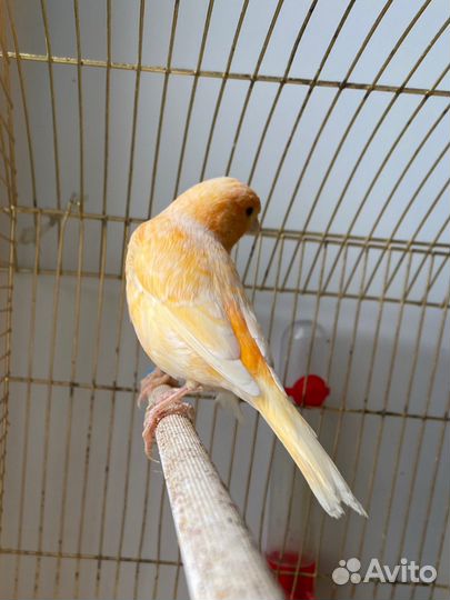 Канарейки девочки