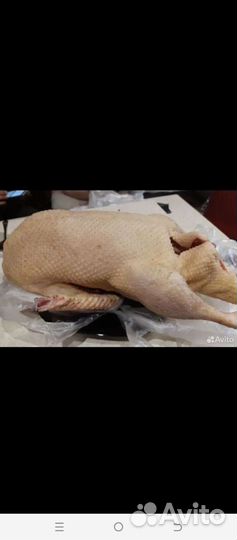 Гусь,домашнее мясо