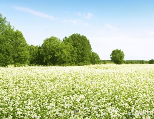 Мёд 24 года натуральный опт