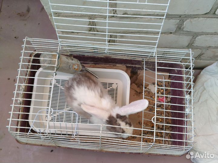Кролик с клеткой