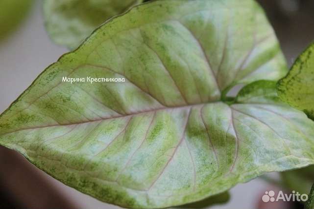 Сингониум mango allusion