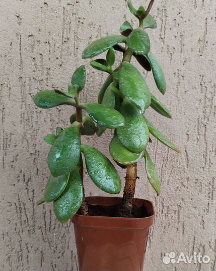 Крассула/Толстянка/Денежное дерево