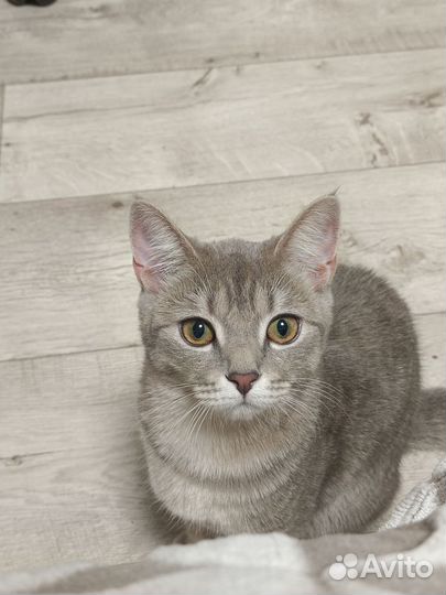 Британская кошечка