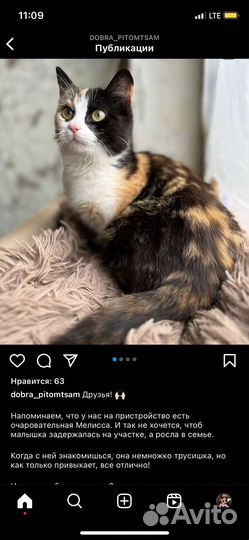 Кошки в добрые руки