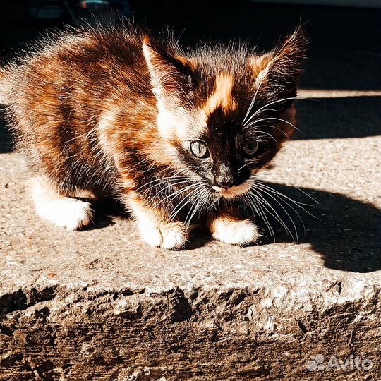 Котята в добрые руки приучены к лотку даром