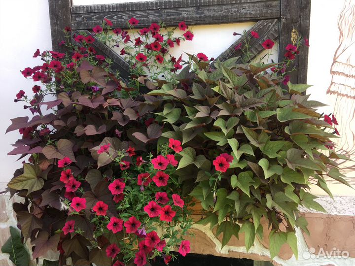 Ипомея батат