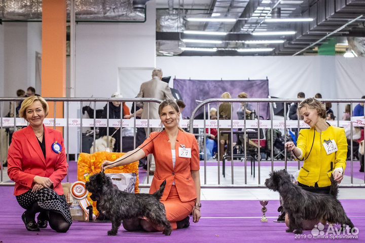 Услуги хендлера