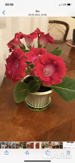 Глоксиния сортовая