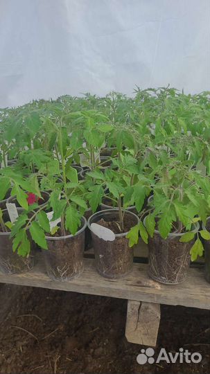 Рассада помидор и перцев