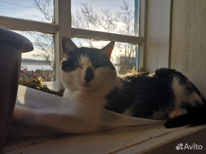 Кот Афанасий