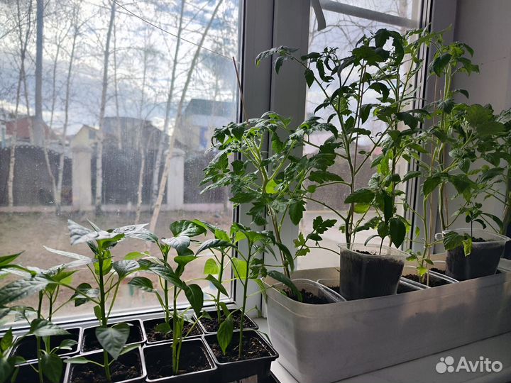 Рассада помидор, сладкого перца и цветов