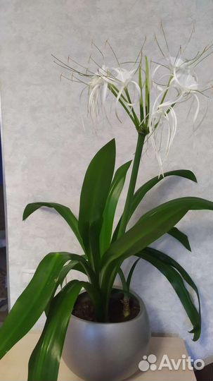 Гименокаллис