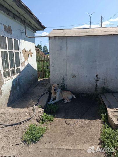 Собака Сао алабай