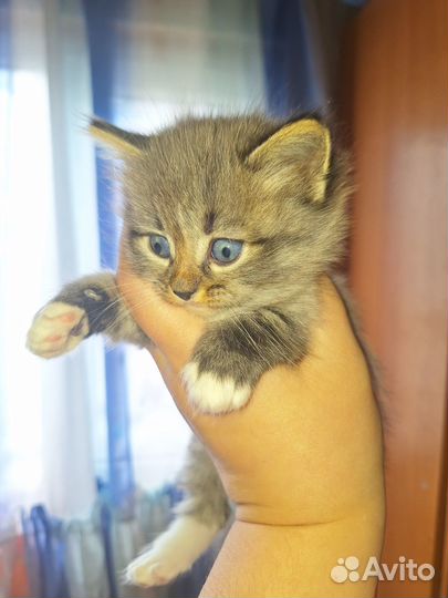 Милые котята