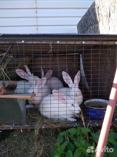 Кролики белый паннон