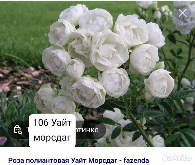 Чайно-гибридная, Плетистая розы