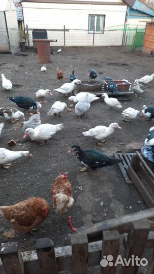 Мускусные утки