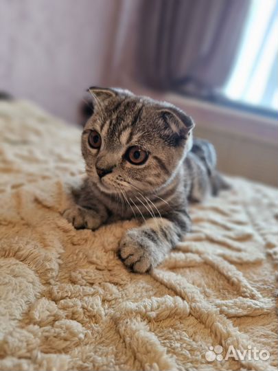Отдам котика в добрые руки