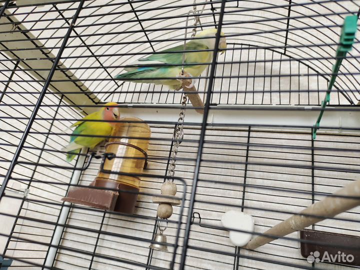 Попугай неразлучники с клеткой