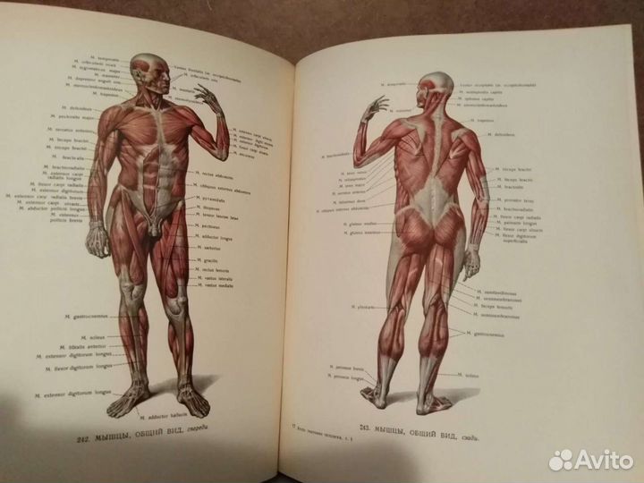Атлас анатомии человека 1963г.В трех томах
